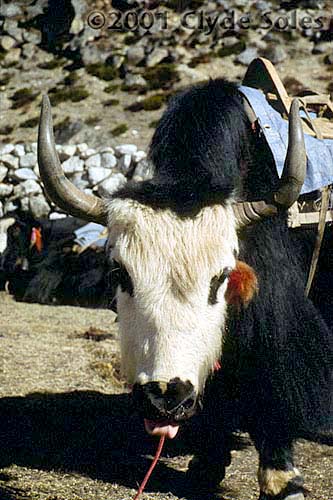 1b-Yak